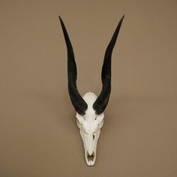 Buschbock (Tragelaphus scriptus) Antilope Schädeltrophäe Afrika Jagdtrophäe HL 33 cm