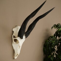 Buschbock (Tragelaphus scriptus) Antilope Schädeltrophäe Afrika Jagdtrophäe HL 33 cm