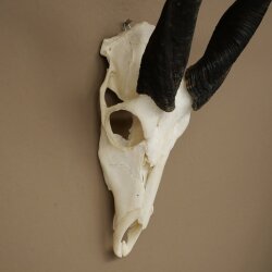Buschbock (Tragelaphus scriptus) Antilope Schädeltrophäe Afrika Jagdtrophäe HL 33 cm