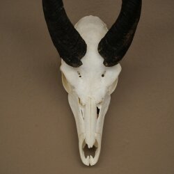 Buschbock (Tragelaphus scriptus) Antilope Schädeltrophäe Afrika Jagdtrophäe HL 33 cm