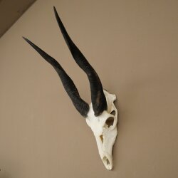 Buschbock (Tragelaphus scriptus) Antilope Schädeltrophäe Afrika Jagdtrophäe HL 33 cm
