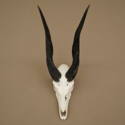 Buschbock (Tragelaphus scriptus) Antilope Schädeltrophäe Afrika Jagdtrophäe HL 33 cm
