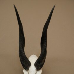 Buschbock (Tragelaphus scriptus) Antilope Schädeltrophäe Afrika Jagdtrophäe HL 33 cm