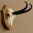Gamsgeweih Geiß SL bis 20,7cm Gams Gems Geweih auf Trophäenschild 47.295