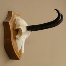 Gamsgeweih Geiß SL bis 20,7cm Gams Gems Geweih auf Trophäenschild 47.295