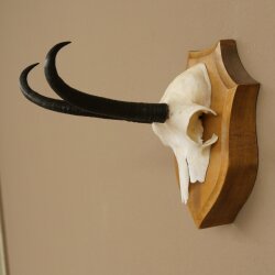 Gamsgeweih Geiß SL bis 20,7cm Gams Gems Geweih auf Trophäenschild 47.295