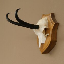 Gamsgeweih Geiß SL bis 20,7cm Gams Gems Geweih auf Trophäenschild 47.295