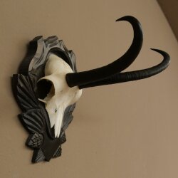 Gamsgeweih Bock SL bis 23,5m Gems Geweih auf geschnitztem Trophäenschild 47.296