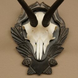 Gamsgeweih Bock SL bis 23,5m Gems Geweih auf geschnitztem Trophäenschild 47.296