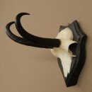 Gamsgeweih Bock SL bis 22cm Gems Geweih auf Trophäenschild 47.297