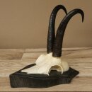 Gamsgeweih Bock SL bis 22cm Gems Geweih auf Trophäenschild 47.297