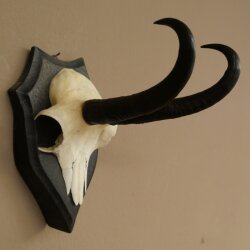 Gamsgeweih Bock SL bis 22cm Gems Geweih auf Trophäenschild 47.297