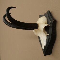 Gamsgeweih Bock SL bis 22cm Gems Geweih auf Trophäenschild 47.297