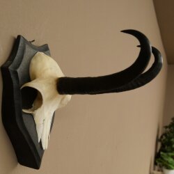 Gamsgeweih Bock SL bis 22cm Gems Geweih auf Trophäenschild 47.297