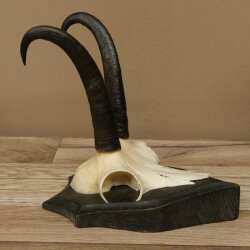 Gamsgeweih Bock SL bis 22cm Gems Geweih auf Trophäenschild 47.297