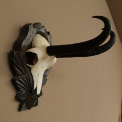 Gamsgeweih Bock SL bis 22,8cm Gems Geweih auf geschnitztem Trophäenschild 47.299