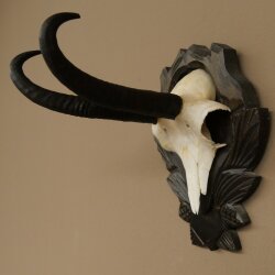 Gamsgeweih Bock SL bis 22,8cm Gems Geweih auf geschnitztem Trophäenschild 47.299