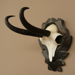 Gamsgeweih Bock SL bis 22,8cm Gems Geweih auf geschnitztem Trophäenschild 47.299