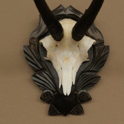 Gamsgeweih Bock SL bis 22,8cm Gems Geweih auf geschnitztem Trophäenschild 47.299