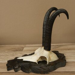 Gamsgeweih Bock SL bis 22,8cm Gems Geweih auf geschnitztem Trophäenschild 47.299