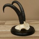 Gamsgeweih Bock SL bis 21,6cm Gems Geweih auf...