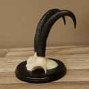 Gamsgeweih Bock SL bis 21,6cm Gems Geweih auf Trophäenschild 47.300
