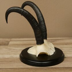 Gamsgeweih Bock SL bis 21,6cm Gems Geweih auf Trophäenschild 47.300