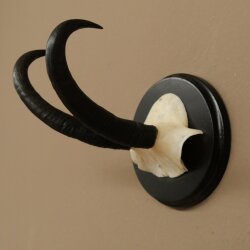 Gamsgeweih Bock SL bis 21,6cm Gems Geweih auf Trophäenschild 47.300