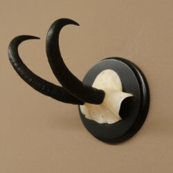 Gamsgeweih Bock SL bis 21,6cm Gems Geweih auf Trophäenschild 47.300