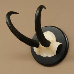 Gamsgeweih Bock SL bis 21,6cm Gems Geweih auf Trophäenschild 47.300