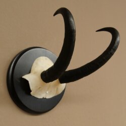Gamsgeweih Bock SL bis 21,6cm Gems Geweih auf Trophäenschild 47.300