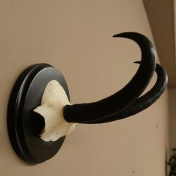 Gamsgeweih Bock SL bis 21,6cm Gems Geweih auf Trophäenschild 47.300