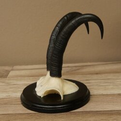 Gamsgeweih Bock SL bis 21,6cm Gems Geweih auf Trophäenschild 47.300