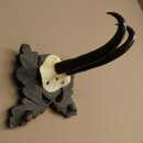Gamsgeweih Geiß SL bis 18,6cm Gams Gems Geweih auf handgeschnitztem Trophäenschild 47.301
