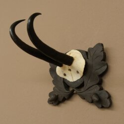 Gamsgeweih Geiß SL bis 18,6cm Gams Gems Geweih auf handgeschnitztem Trophäenschild 47.301