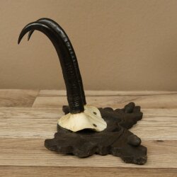 Gamsgeweih Geiß SL bis 18,6cm Gams Gems Geweih auf handgeschnitztem Trophäenschild 47.301
