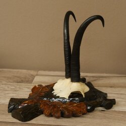 Gamsgeweih Geiß SL bis 22,9cm Gams Gems Geweih auf handgeschnitztem Trophäenschild 47.302