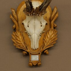 Rehgeweih Rehbock Gewicht 280g Reh Geweih Bock Gehörn auf geschnitztem Trophäenschild 607.168