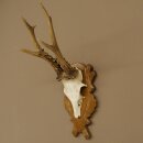 Rehgeweih Rehbock Gewicht 320g Reh Geweih Bock Gehörn auf geschnitzem Trophäenschild 607.169