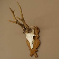 Rehgeweih Rehbock Gewicht 320g Reh Geweih Bock Gehörn auf geschnitzem Trophäenschild 607.169