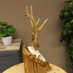Rehgeweih Rehbock Gewicht 320g Reh Geweih Bock Gehörn auf geschnitzem Trophäenschild 607.169