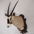 großartiges Oryx (Oryx gazella) Afrika Kopf...