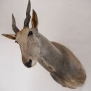 Éland Antilope Éland Tête...