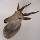Éland Antilope Éland Tête...