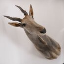 Eland Antilope Elandantilope Hoofd Opgezette Afrika