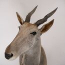 Eland Antilope Elandantilope Hoofd Opgezette Afrika