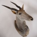 Eland Antilope Elandantilope Hoofd Opgezette Afrika