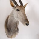 Eland Antilope Elandantilope Hoofd Opgezette Afrika