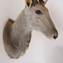 Eland Antilope Elandantilope Hoofd Opgezette Afrika