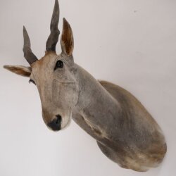 Eland Antilope Elandantilope Hoofd Opgezette Afrika